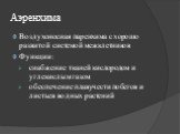 Аэренхима. Воздухоносная паренхима с хорошо развитой системой межклетников Функции: снабжение тканей кислородом и углекислым газом обеспечение плавучести побегов и листьев водных растений