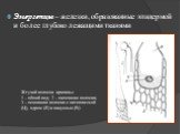 Эмергенцы – железки, образованные эпидермой и более глубоко лежащими тканями. Жгучий волосок крапивы: 1 – общий вид; 2 – окончание волоска; 3 – основание волоска с цитоплазмой (Ц), ядром (Я) и вакуолью (В)