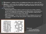 Млечники – живые клетки, содержащие в вакуолях млечный сок Латекс – млечный сок, содержащий смолы, каучук, эфирные масла, белковые соединения, алкалоиды (гевея бразильская, кок-сагыз, тау-сагыз, бересклет) Типы млечников: Членистые образуются из многих млечных клеток, в местах соприкосновения с раст