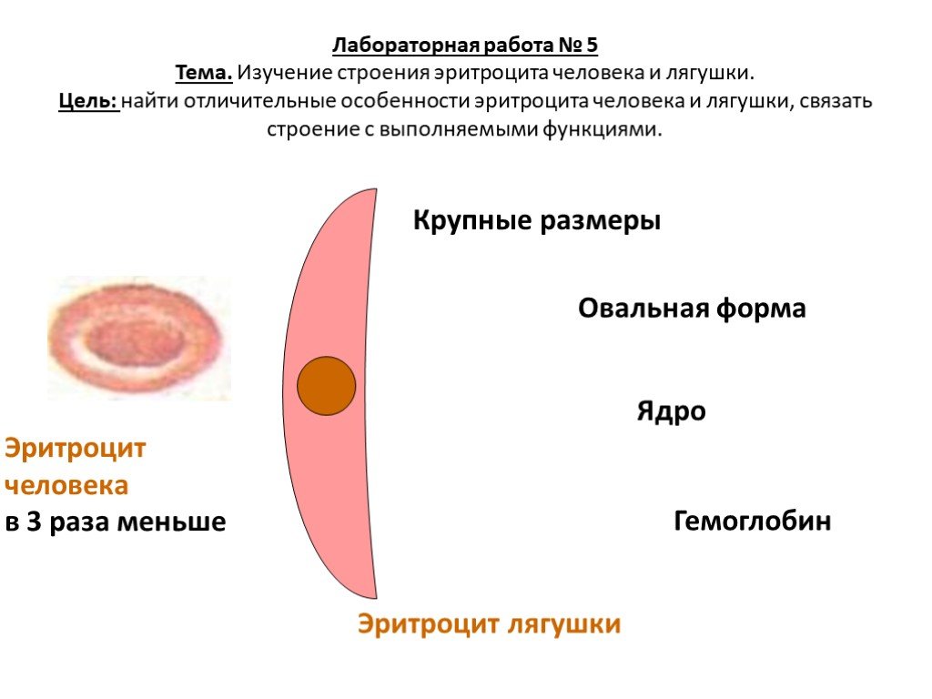 Эритроциты лягушки. Строение эритроцитов лягушки рисунок. Эритроциты лягушки состав строение. Форма строения эритроцитов человека и лягушки. Строение эритроцитов человека и лягушки рисунок.