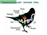 Пищеварительная система птиц