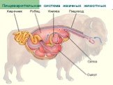 Пищеварительная система жвачных животных