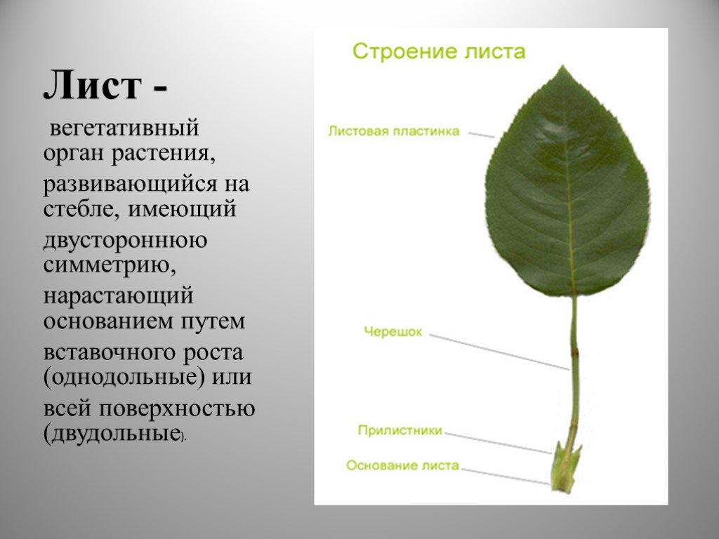 Боковой орган растений. Лист орган растения. Лист вегетативный орган растения. Строение листа. Лист как орган растения.