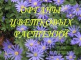 Органы цветковых растений. Г.Я.Султангирова учитель биологии 2кв.категории