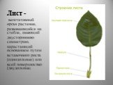 Лист -. вегетативный орган растения, развивающийся на стебле, имеющий двустороннюю симметрию, нарастающий основанием путем вставочного роста (однодольные) или всей поверхностью (двудольные).