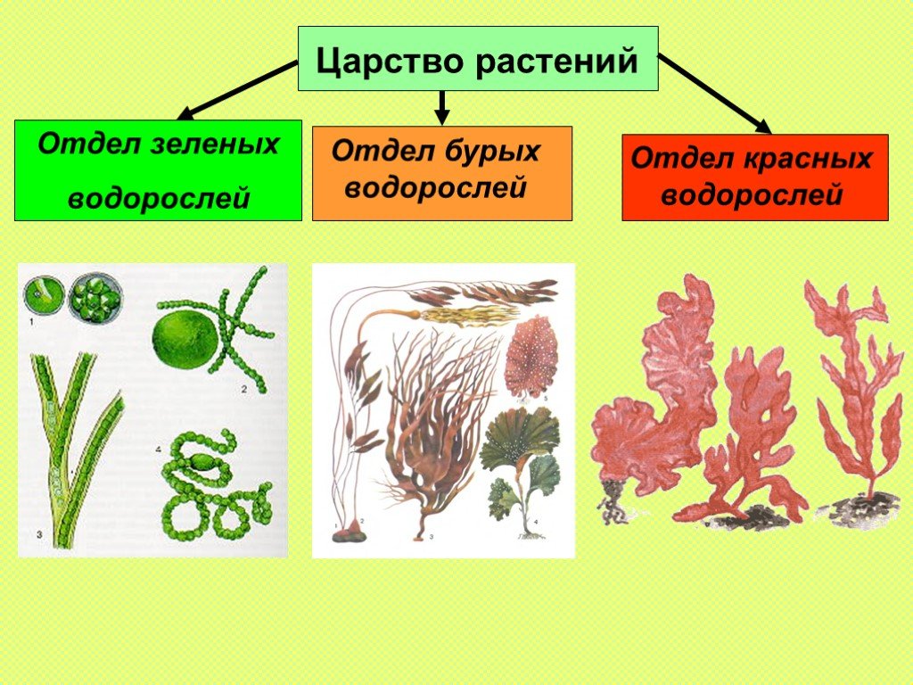3 признака водорослей