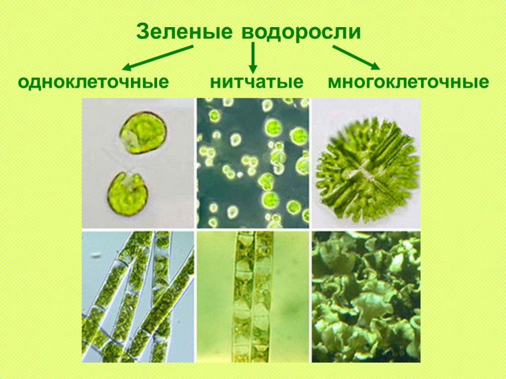 Отдел одноклеточных водорослей. Одноклеточные зеленые водоросли представители. Представители зеленых одноклеточных водорослей названия. Одноклеточные и многоклеточные зеленые водоросли. Представители зеленых водорослей одноклеточные и многоклеточные.