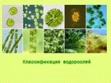 Классификация водорослей