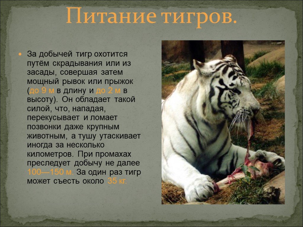 Включи тигриные истории. Бенгальский тигр. Бенгальский тигр красная книга. Презентация о белом Тигре. Презентация про тигра.