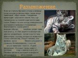 Если не считать брачного сезона и периода ухода матери за потомством, тигры ведут одиночный образ жизни. Спаривание происходит чаще всего зимой. Там, где тигров мало, за самкой ходит всего один самец. В иных случаях между конкурентами разгораются кровавые столкновения. Беременность самки длится 102—