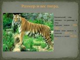 Размер и вес тигра. Бенгальский тигр чемпион по размеру и весу. Средняя масса – 300кг (388,7 кг). Длина тела вместе с хвостом - 2,9-3 м. Высота в холке 90-100 см.