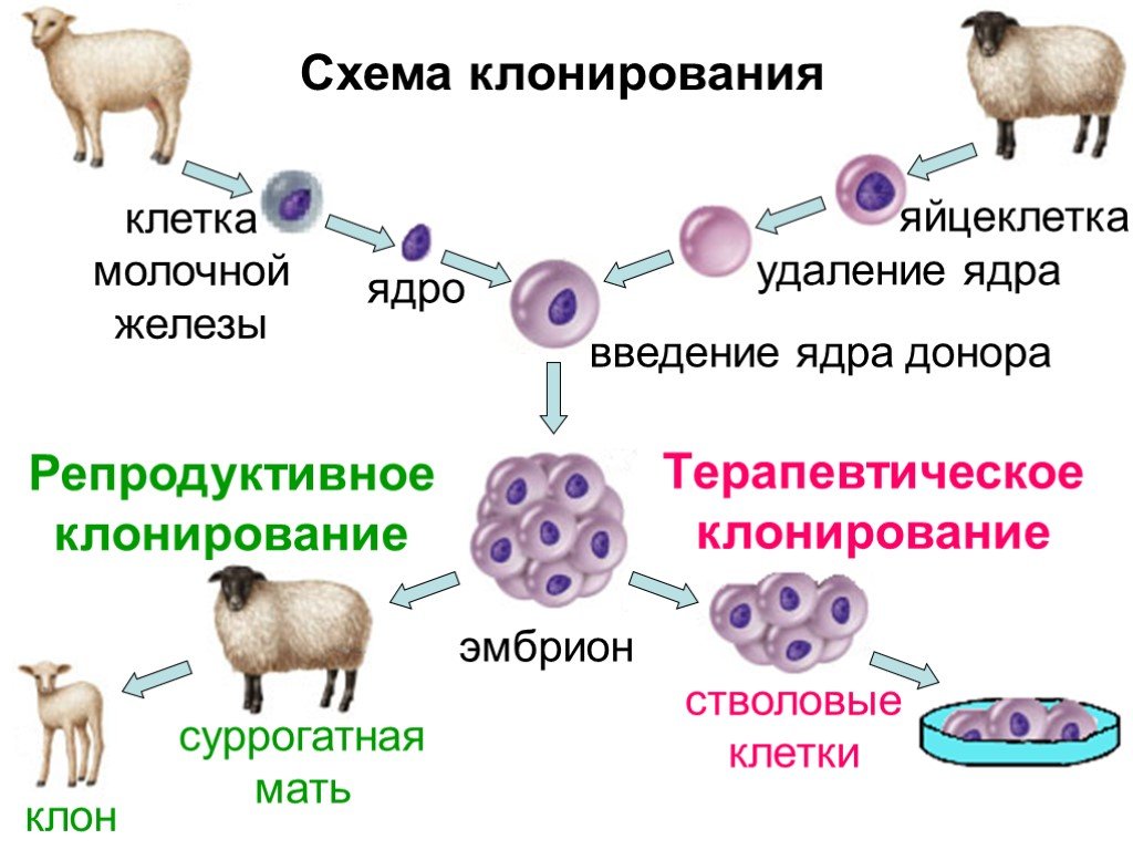 Презентация по теме клонирование животных