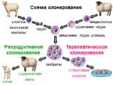 ядро эмбрион суррогатная мать клон стволовые клетки. Репродуктивное клонирование. Терапевтическое клонирование. Схема клонирования. яйцеклетка удаление ядра. клетка молочной железы. введение ядра донора