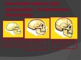 Эволюция черепа в ряду архантропы – палеантропы – неоантропы. Питекантроп, объем мозговой коробки 900-1100 см3. Неандерталец, объем мозговой коробки около 1400 см3. Кроманьонец, объем мозговой коробки до 1600 см3.