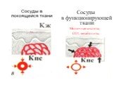 Молочная кислота, СО2, метаболиты. Сосуды в функционирующей ткани