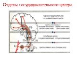 Отделы сосудодвигательного центра