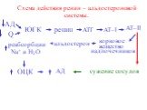 Схема действия ренин – альдостероновой системы. АД Q ЮГК ренин АТГ АТ–I АТ–II. корковое вещество надпочечников. альдостерон. реабсорбции Na+ и Н2О. ОЦК сужение сосудов