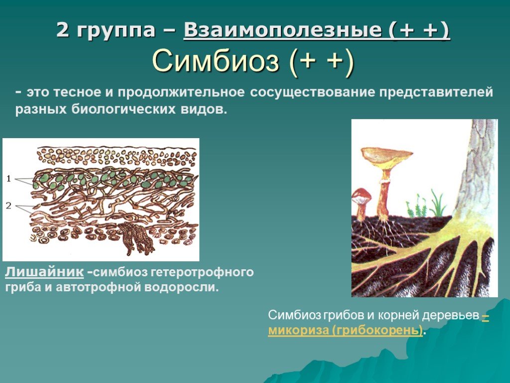 Группа симбиотических организмов. Лишайник микориза симбиоз. Грибы симбионты микориза,лишайники. Взаимополезные симбиозы. Симбиоз лишайника и дерева.