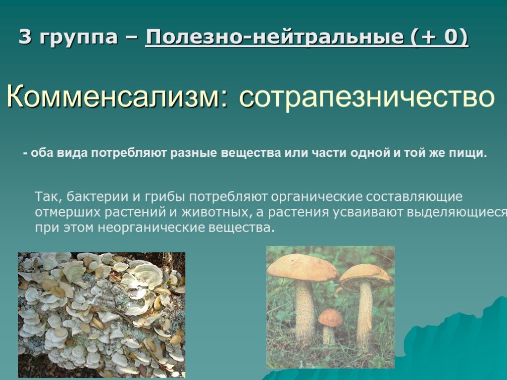 Бактерии и грибы составляют в экосистеме группу. Полезно нейтральные комменсализм. Полезно нейтральные отношения примеры. Полезно нейтральное взаимодействие. Полезно нейтральные взаимоотношения примеры.