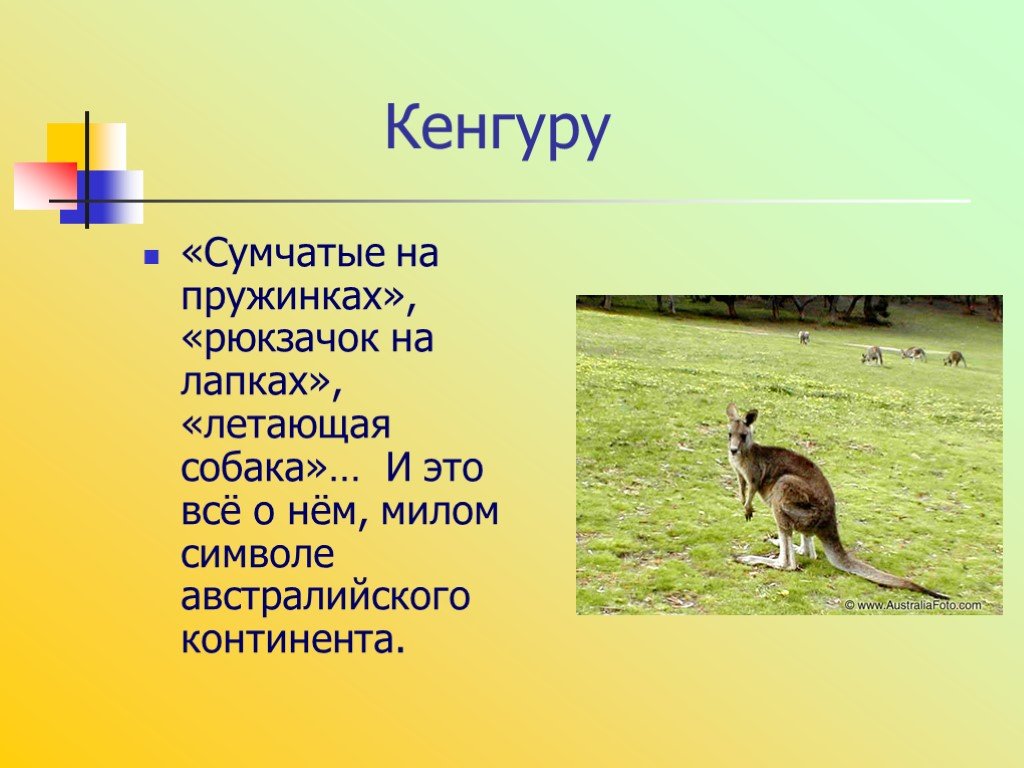 Кенгуру найти слово. Кенгуру презентация. Проект про кенгуру. Краткая информация о кенгуру. Кенгуру описание для детей.