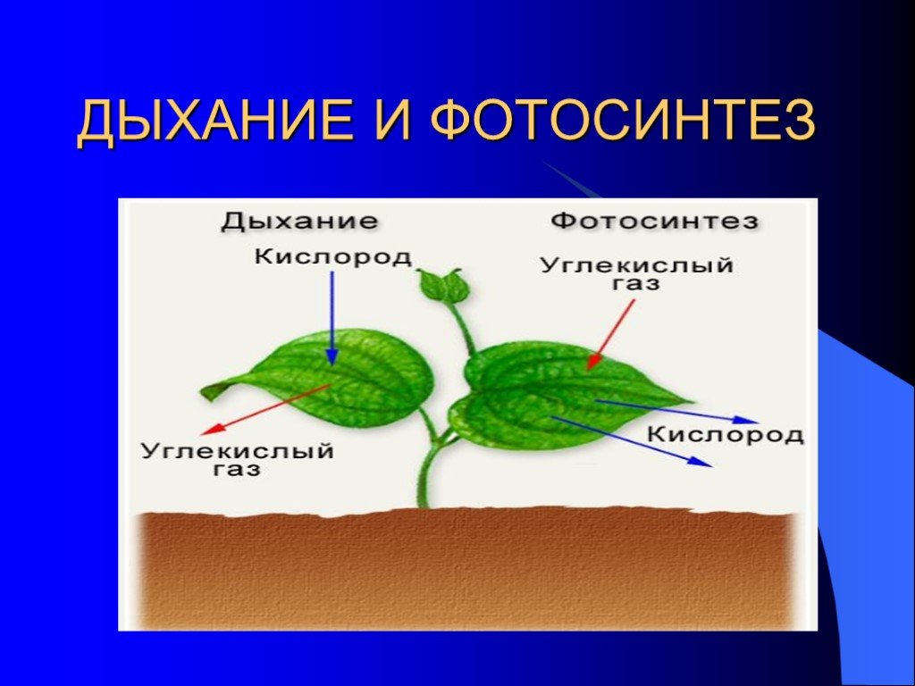 В каких растениях протекает дыхание. Процесс дыхания растений. Питание растений. Фотосинтез и дыхание. Схема фотосинтеза и дыхания растений.