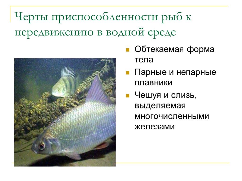 Назовите черты приспособленности. Черты приспособленности рыб. Черты приспособления рыб. Черты приспособленности к среде у рыб. Приспособленность рыб к среде обитания.