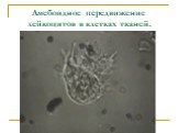 Амебоидное передвижение лейкоцитов в клетках тканей.