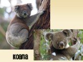 коала