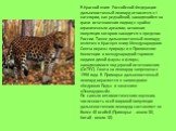 В Красной книге Российской Федерации дальневосточный леопард относится к I категории, как редчайший, находящийся на грани исчезновения подвид с крайне ограниченным ареалом, основная популяция которого находится в пределах России. Также дальневосточный леопард включен в Красную книгу Международного С
