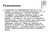 Размножение. Размножаются зайцеобразные быстро, в год бывает от одного до четырёх выводков до 5—10 детенышей в каждом. Те из них, которые устраивают постоянные убежища (норы и тому подобное), размножаются по «птенцовому» варианту: детеныши у них родятся совершенно беспомощные, голые и слепые, лишь ч