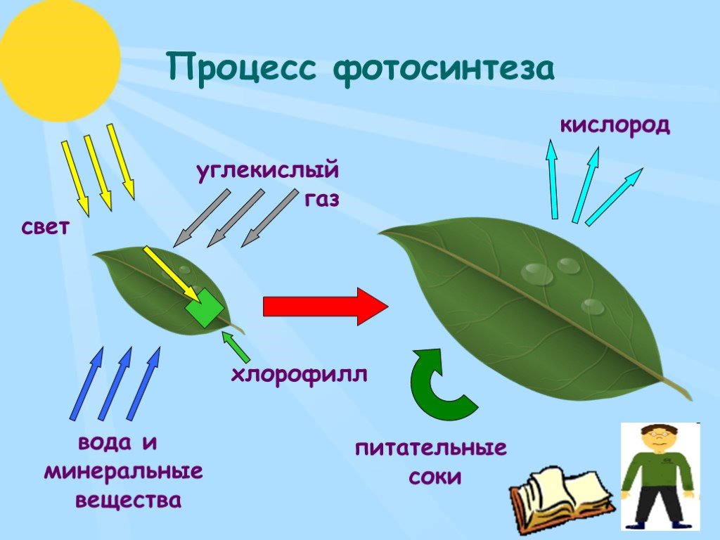 Как происходит процесс фотосинтеза. Процесс фотосинтеза у растений. Схема процесса фотосинтеза. Фотосинтез растений кратко. Процесс фотосинтеза у растений 6 класс.