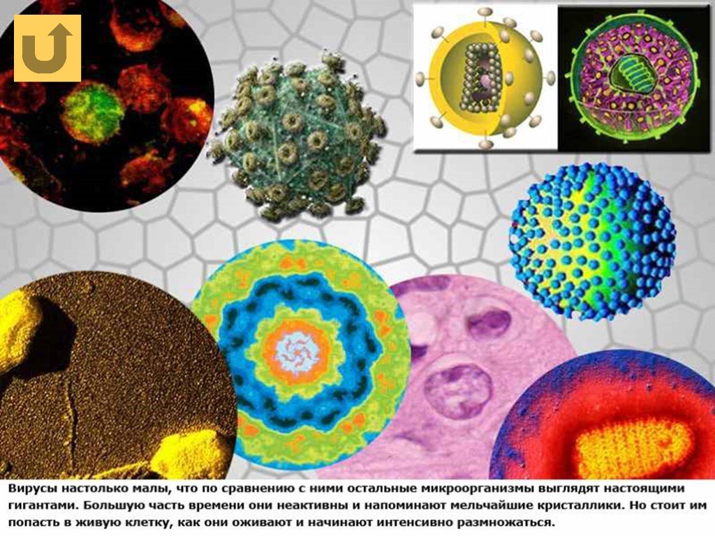 Биология царство вирусы. Разнообразие вирусов. Вирусы биология. Разнообразие вирусов и бактерий. Строение и разнообразие вирусов.
