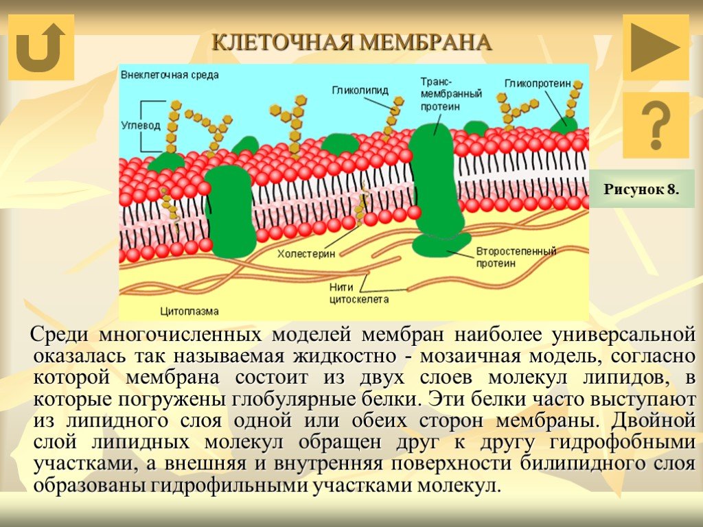 Модель мембраны клетки. Жидкостно мозаичная модель клеточной мембраны. Комплекс клеточных мембран волоса. Мембрана двойной слой молекул липидов.
