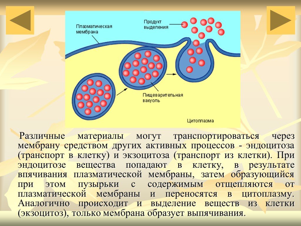 Любая клетка выделяет. Транспорт веществ через мембрану эндоцитоз и экзоцитоз. Экзоцитоз транспорт веществ. Вещества попадают в клетки.