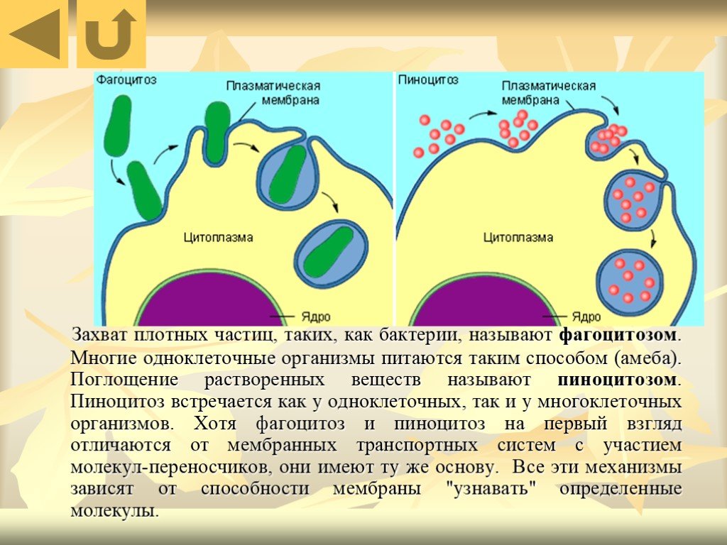 Каким способом осуществляется поглощение амебой клеток водорослей