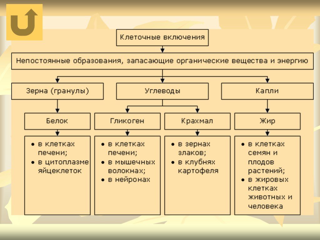 Включения клетки. Клеточные включения таблица. Включения клетки таблица. Классификация включений клетки. Клеточные включения функции.