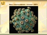 Вирус иммунодефицита человека (ВИЧ)