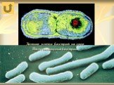 Деление клеток бактерий на двое Палочковидные бактерии