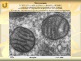 Митохондрия (от греч. μίτος — нить и χόνδρος — зёрнышко, крупинка) - один из важнейших органоидов живой клетки эукариот, являющийся её «энергетической фабрикой» и содержащий, в частности, дыхательные и другие окислительно-восстановительные ферменты.
