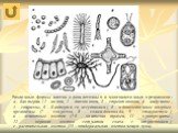 Различные формы клеток одноклеточных и многоклеточных организмов: а - бактерии (1 - кокки, 2 - диплококки, 3 - стрептококки, 4 - вибрионы, 5 - спириллы, 6 - бактерии со жгутиками); б - одноклеточные ядерные организмы (7 - хлорелла, 8 - хламидомонада, 9 - стаурастум); в - животные клетки (10 - эпител