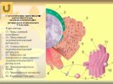 Схематическое представление клеточного ядра, эндоплазматического ретикулума и комплекса Гольджи. Ядро клетки. (2) Поры ядерной мембраны. (3) Гранулярный эндоплазматический ретикулум. (4) Агранулярный эндоплазматический ретикулум. (5) Рибосомы на поверхности гранулярного эндоплазматического ретикулум