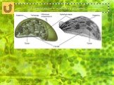 Хлоропласты в клетках растений