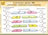 Схематическое строение ДНК (многоточием обозначены водородные связи)