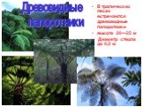 Древовидные папоротники. В тропических лесах встречаются древовидные папоротники высота 20—25 м Диаметр ствола до 0,5 м