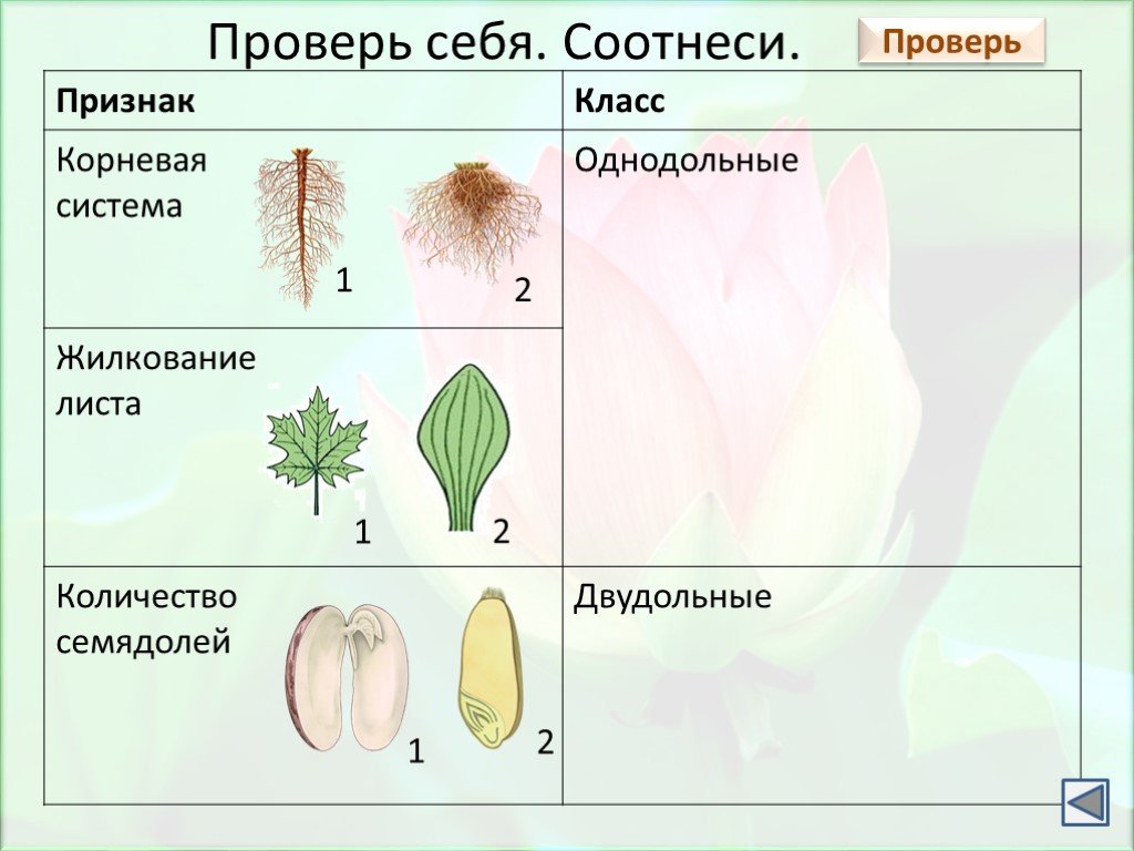 Однодольные это отдел или класс. Признаки двудольных растений таблица. Класс двудольные растения семейства двудольных. Классы и семейства покрытосеменных растений. Семейства однодольных и двудольных растений.