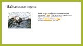 Байкальская нерпа. Байка́льская не́рпа, или байкальский тюлень[3] (лат. Pusa sibirica) — один из трёх пресноводных видов тюленя в мире,эндемик озера Байкал, реликт третичной фауны[4][5].