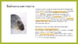 Байкальская нерпа по современной классификации относится к семейству настоящих тюленей (Phocidae), роду нерп (Pusa). Исследователи (в частности, К. К. Чапский, широко известный в России и за рубежом специалист по ластоногим) считают, что байкальская нерпа произошла от общего с северным кольчатым тюл