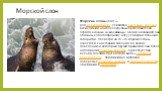Морской слон. Морские слоны (лат.) — род млекопитающих семейства настоящих тюленей , включающий наиболее крупных представителей отряда хищных млекопитающих. Своим названием они обязаны хоботообразному носу у самцов и большим габаритам. Несмотря на то, что морские слоны относятся к настоящим тюленям,