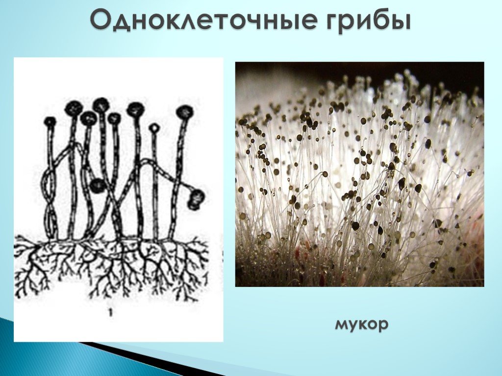 В каких еще биотехнологиях используют одноклеточные грибы. Гриб мукор (Mucor). Плесневый гриб мукор строение. Плесневые грибы рода Mucor. Одноклеточные плесневелые грибы.