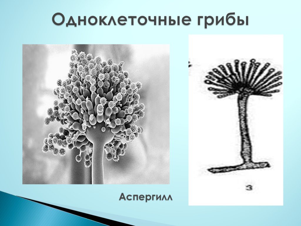 Представитель какой группы организмов изображен на рисунке одноклеточных грибов простейших вирусов